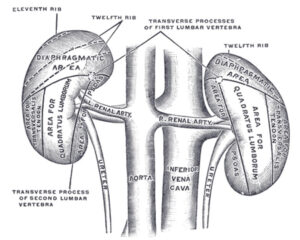 renal artery stenosis